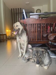 Truyện 3 chú lợn con